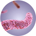 Mycobacterium tuberculosis Mycobacterium tuberculosis