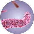 Mycobacterium tuberculosis